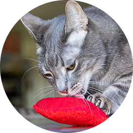 A playful cat engaging with a vibrant red toy, showcasing its curiosity and playful nature.