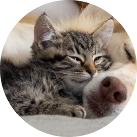 A kitten and dog peacefully lying together, showcasing their friendship and harmony in a cozy setting.
