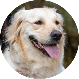 A golden retriever with its tongue out, exuding joy and playfulness in a sunny outdoor setting.