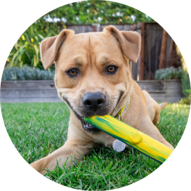 Mixed Breed dog lays on the grass with a toy