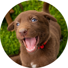 A cheerful brown puppy smiles while sitting in a lush green grass field