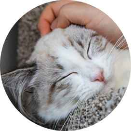 close up of hand petting sleeping white cat