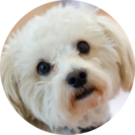 lose up of small white fluffy dog's face