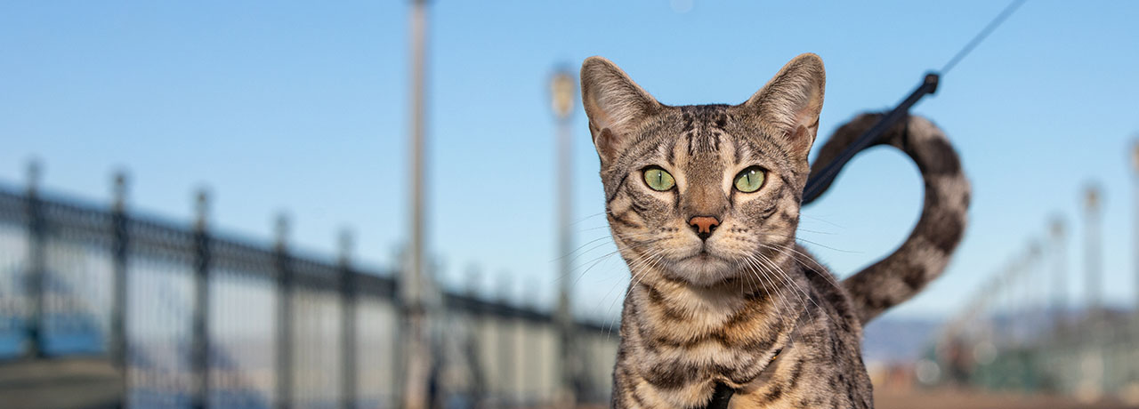A cat walks on a leash, demonstrating its curiosity and independence while the leash keeps it secure.